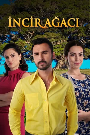 Incir Agaci